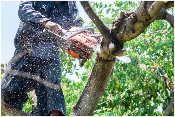 tree services Ivanhoe